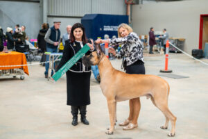 Bendigo and Eaglehawk Kennel Clubs have been holding their annual Championship dog shows in Bendigo